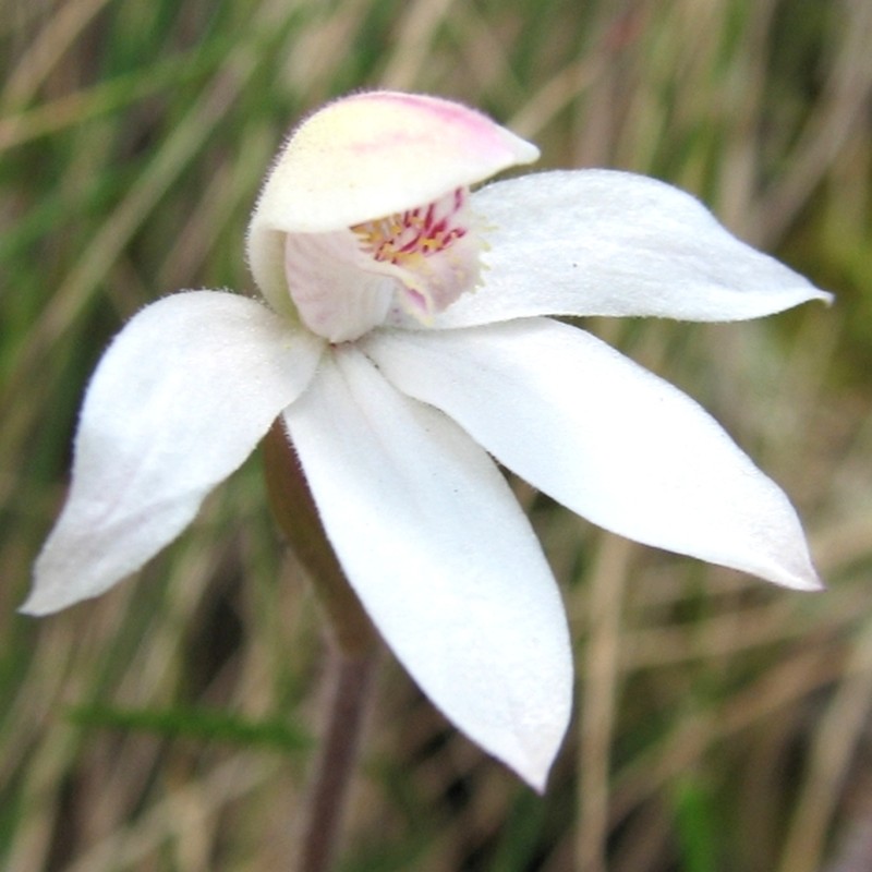 Caladenia alpina