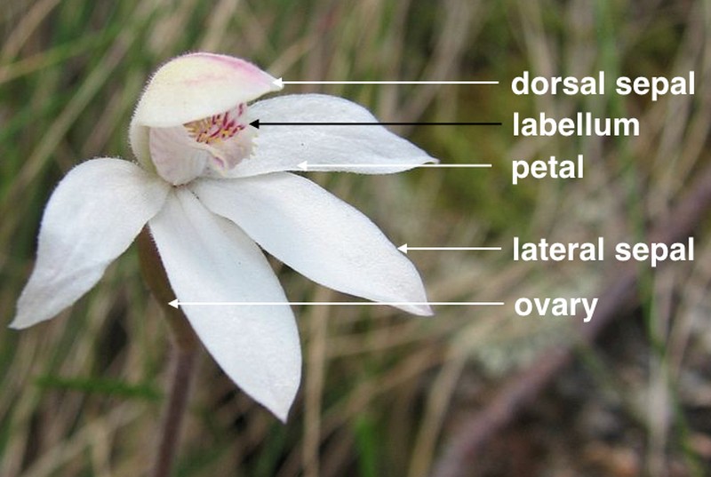 Caladenia alpina photo 2