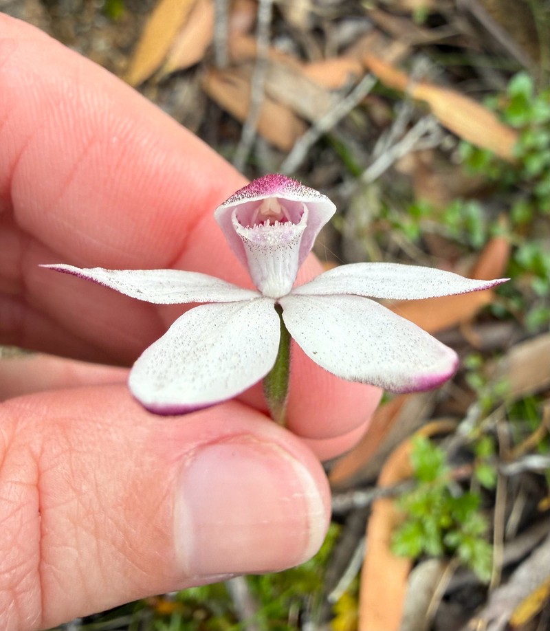 Caladenia alpina photo 3