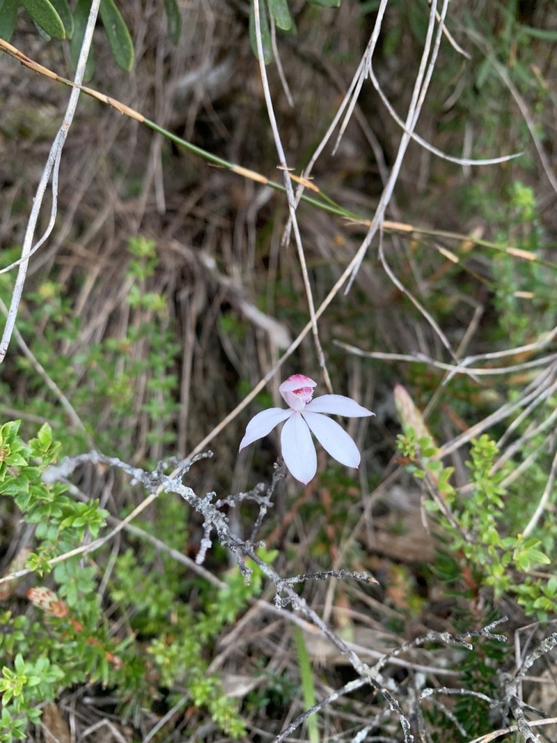 Caladenia alpina photo 4