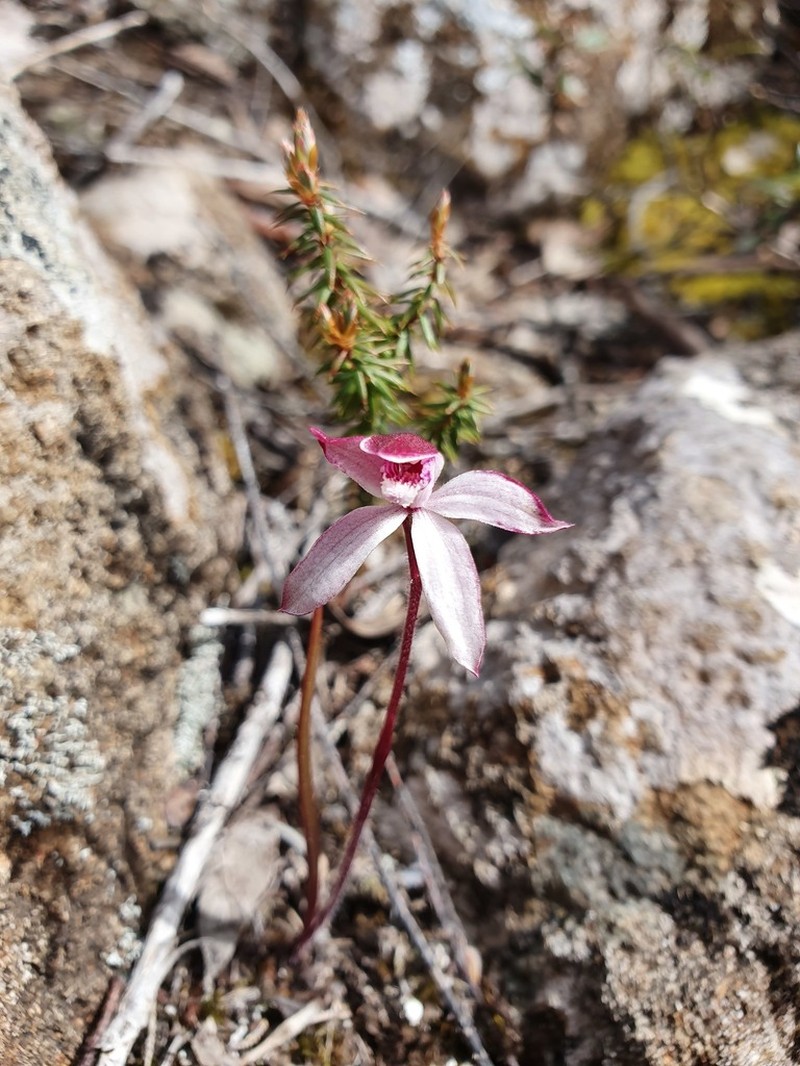 Caladenia alpina photo 5