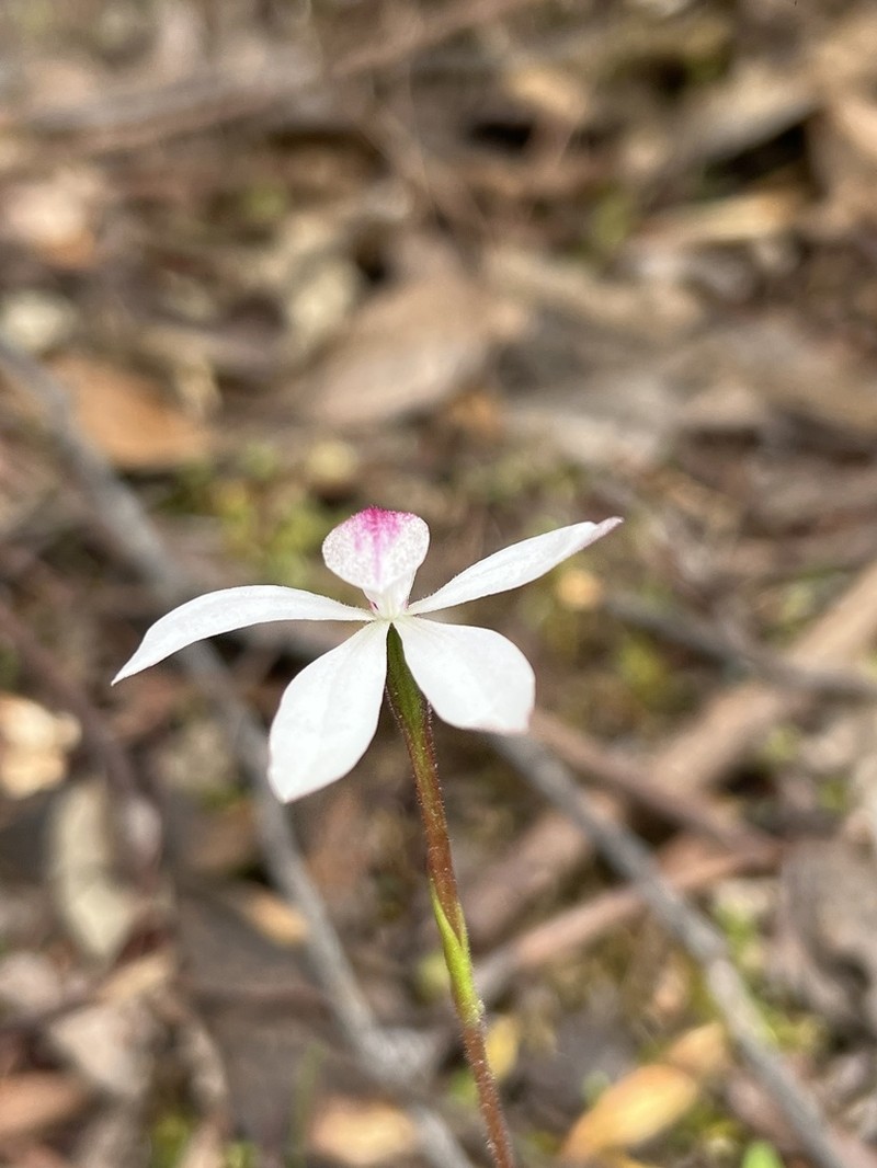 Caladenia alpina photo 6