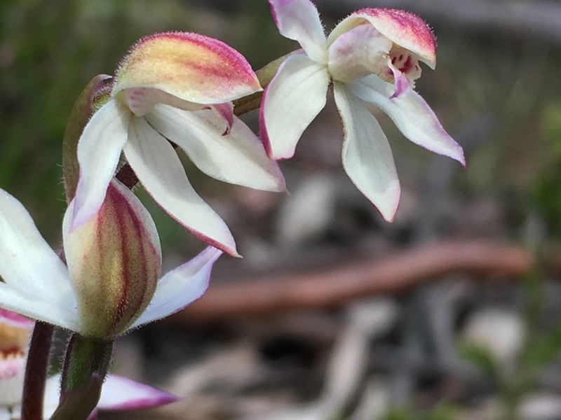 Caladenia alpina photo 7