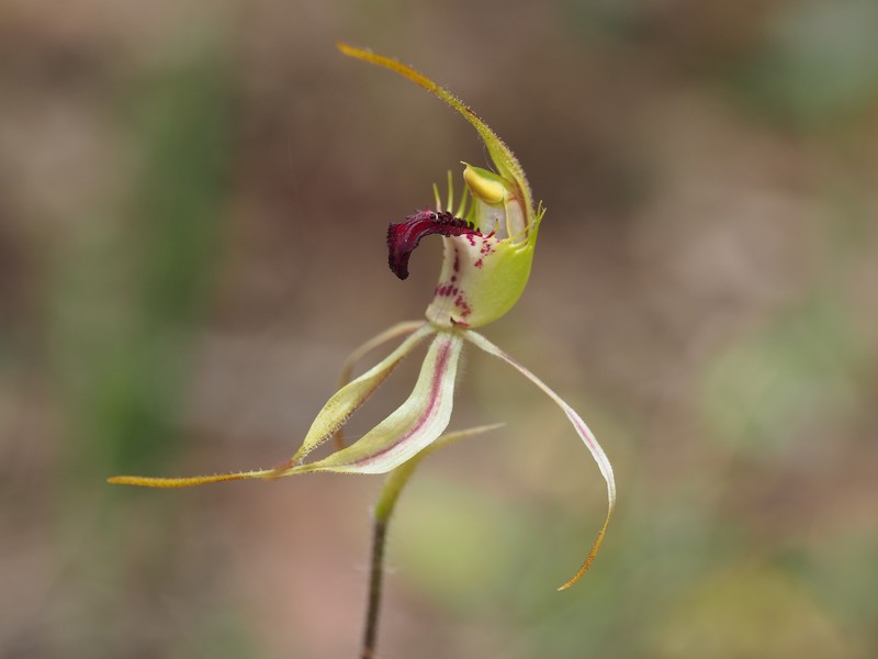 Caladenia amnicola