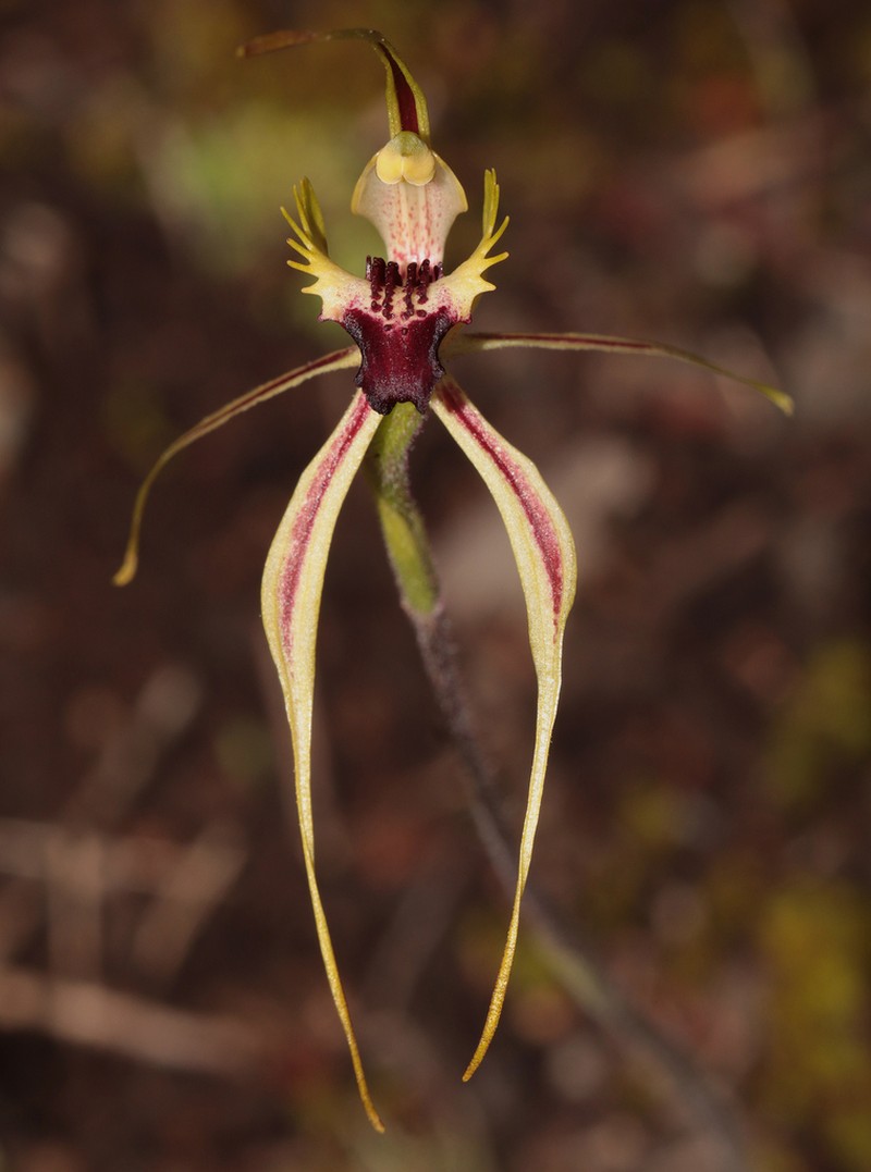 Caladenia amnicola photo 2