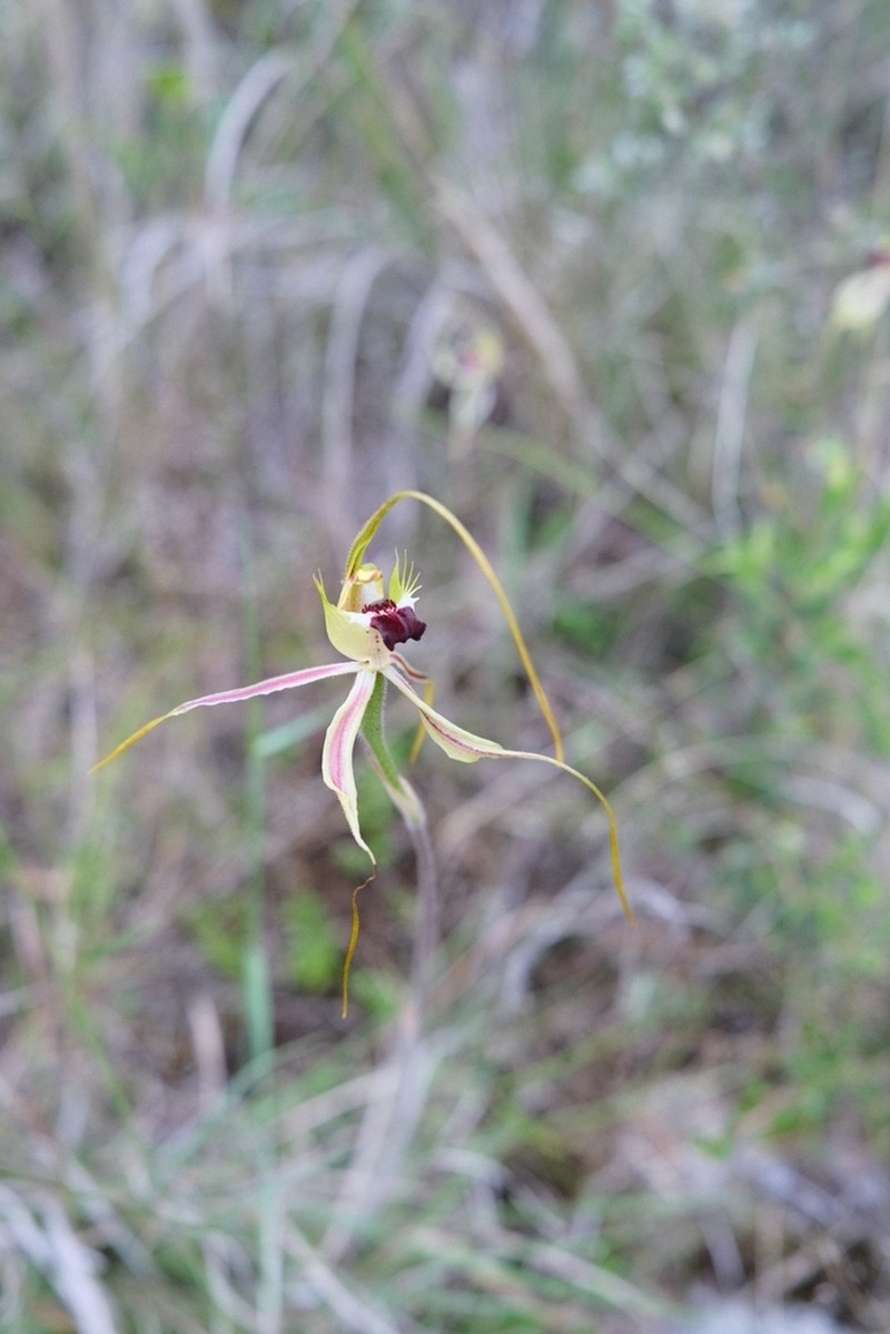 Caladenia amnicola photo 3