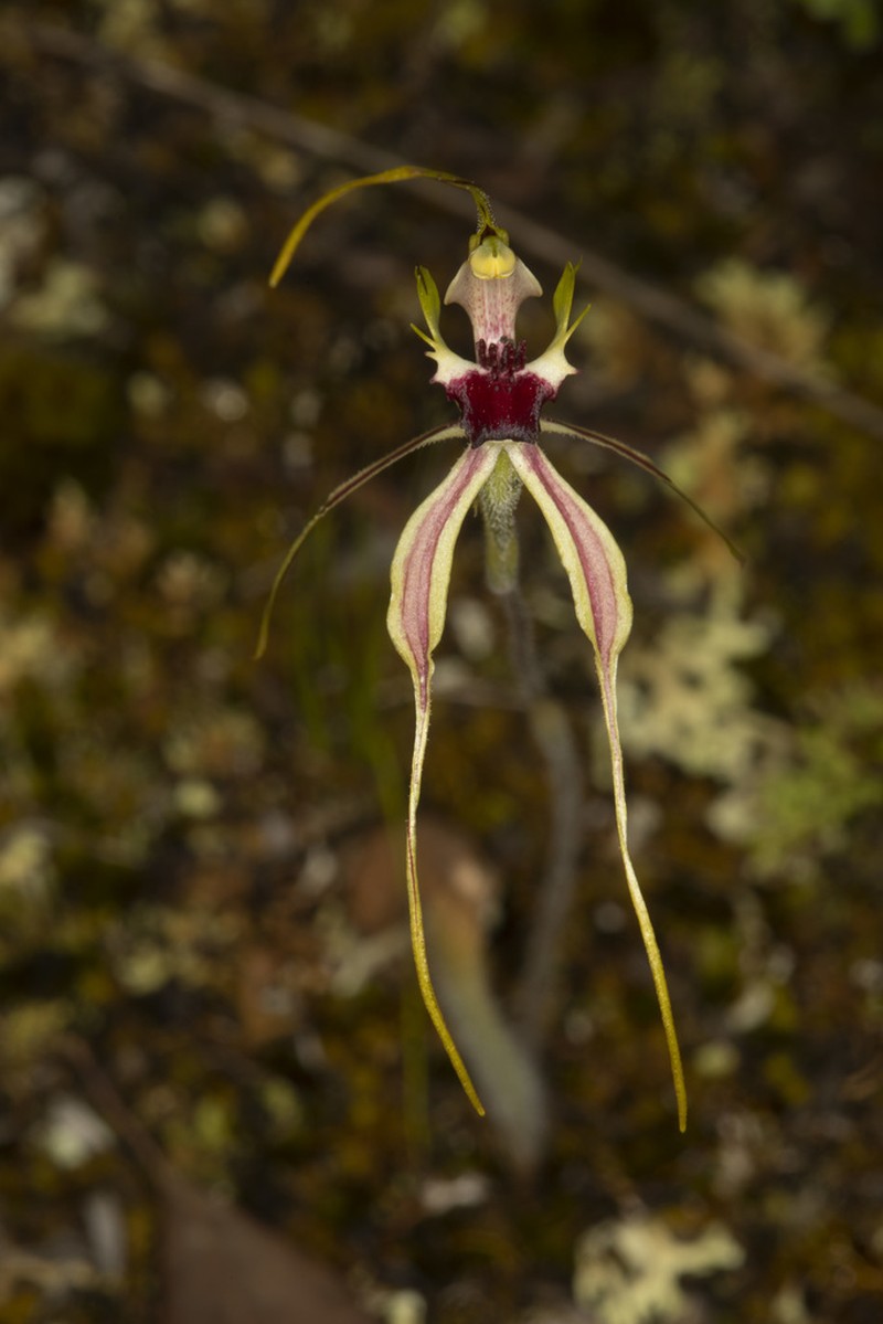 Caladenia amnicola photo 4