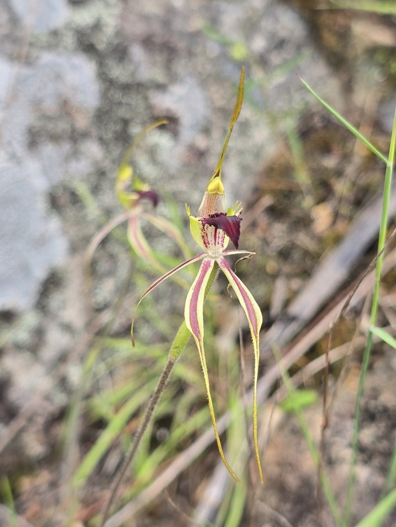 Caladenia amnicola photo 5
