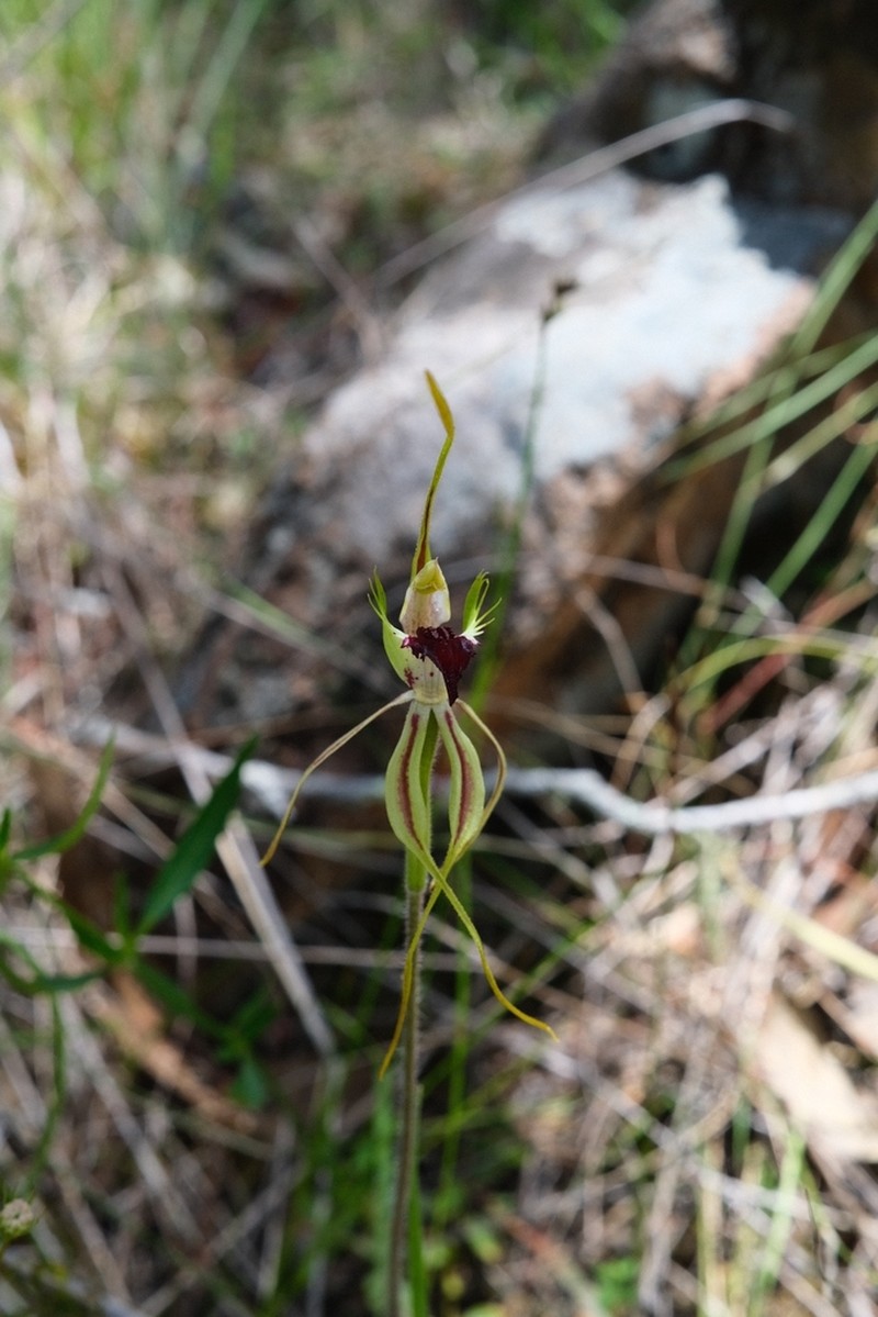 Caladenia amnicola photo 6