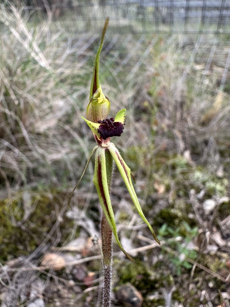 Caladenia amoena photo 2