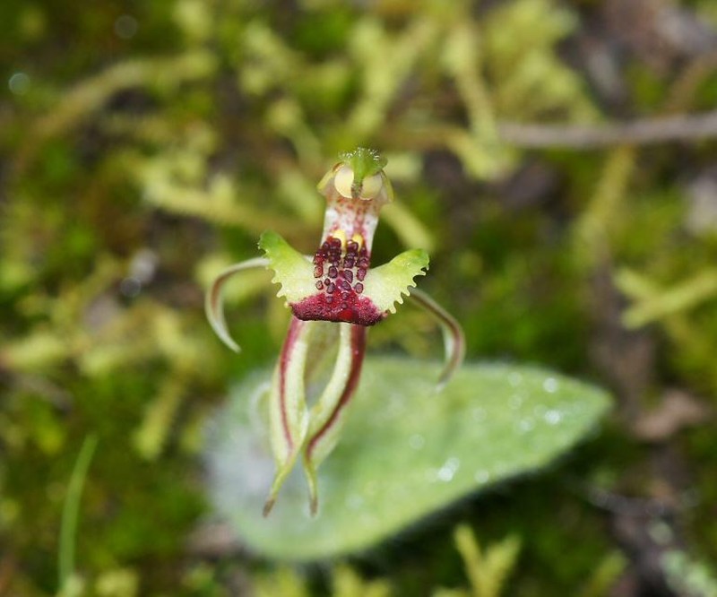 Caladenia amoena photo 3
