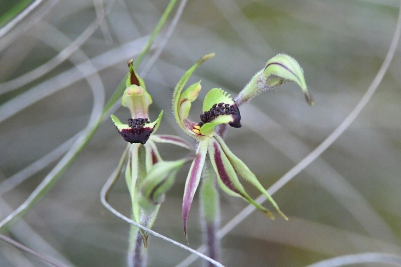 Caladenia amoena photo 4