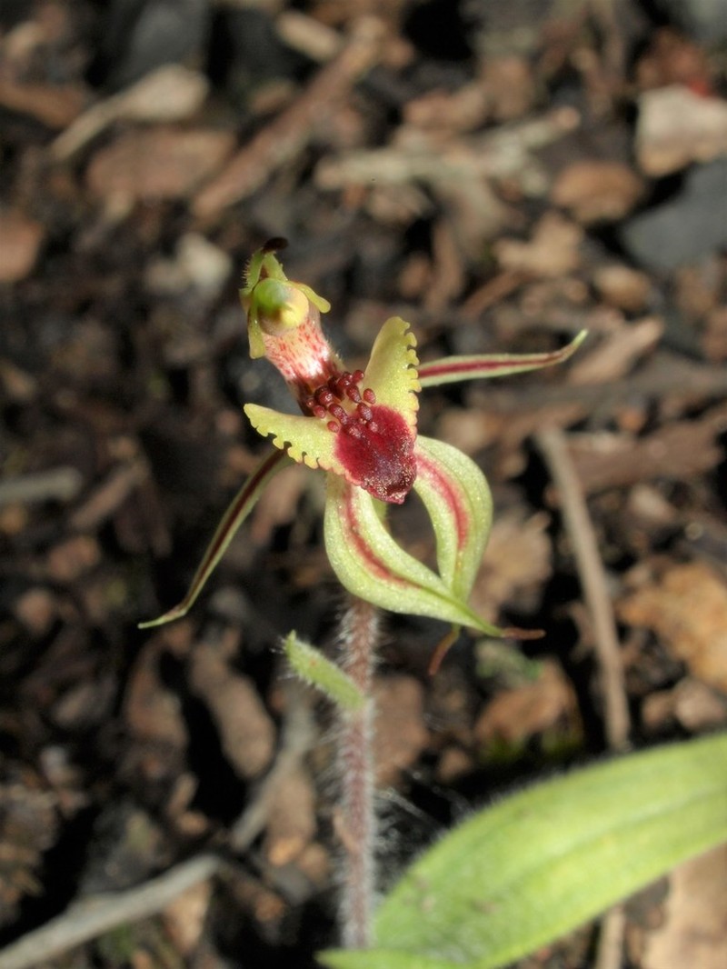 Caladenia amoena photo 5