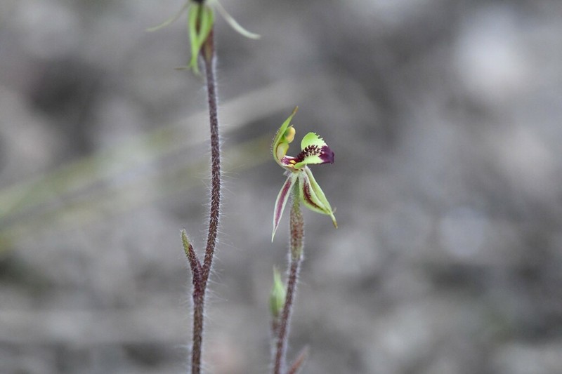 Caladenia amoena photo 6