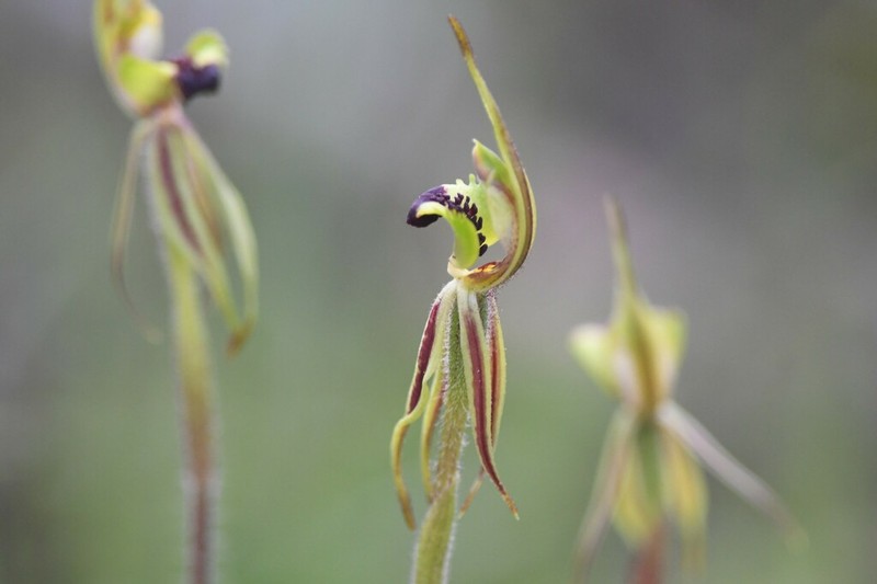 Caladenia amoena photo 7