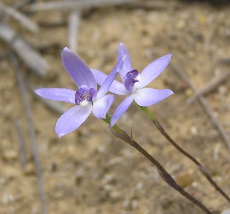 Caladenia amplexans