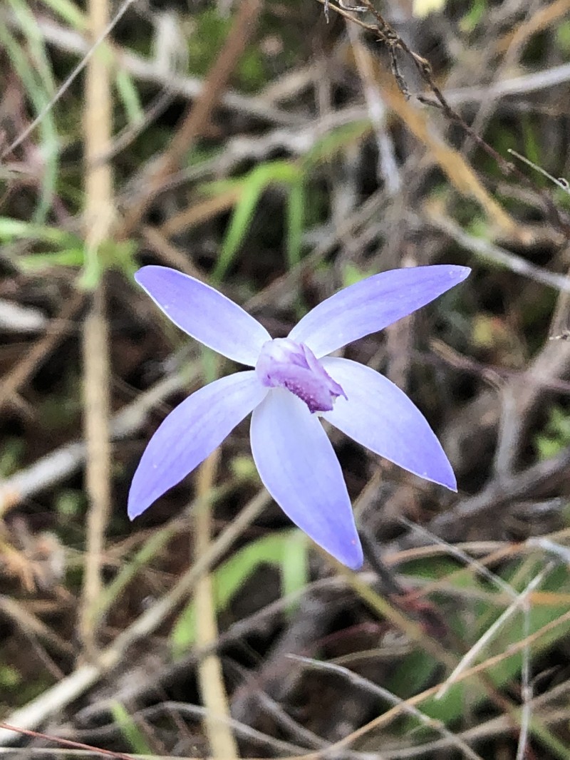 Caladenia amplexans photo 2