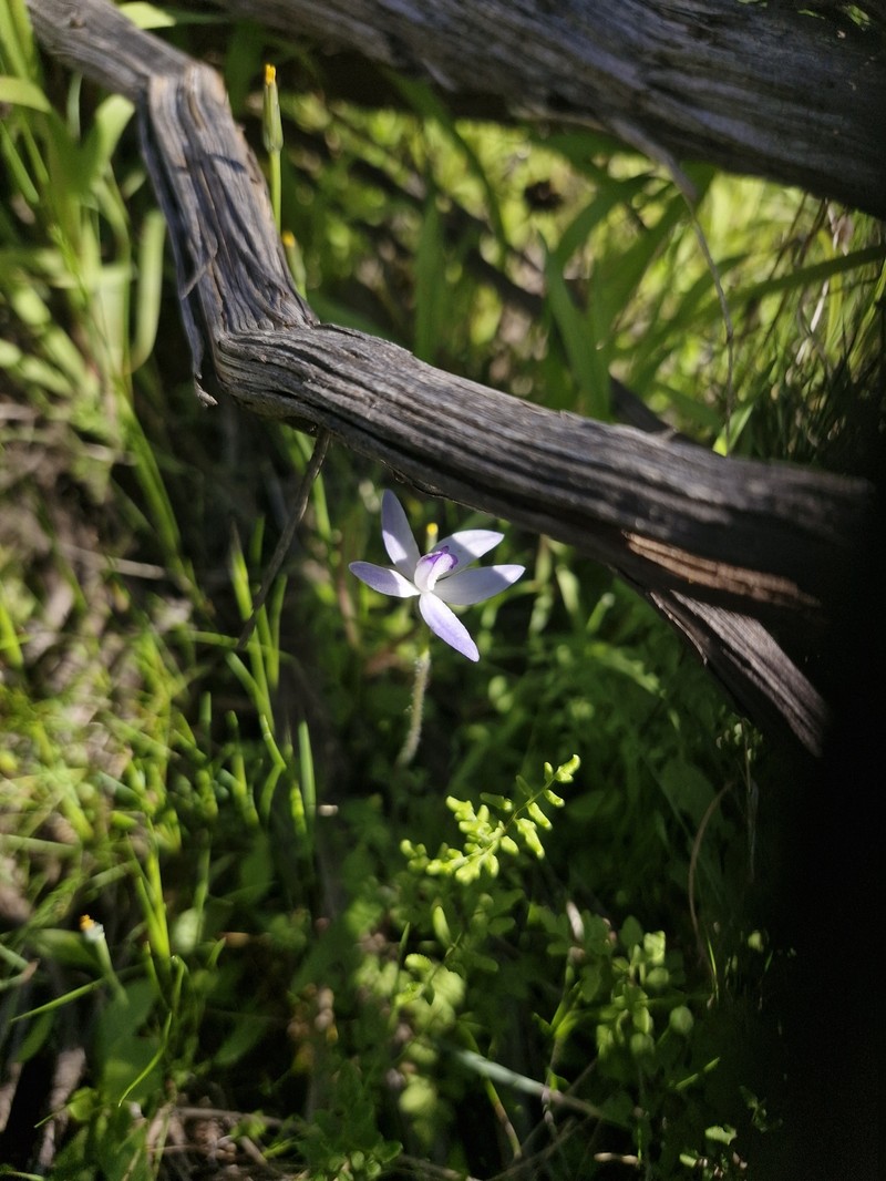 Caladenia amplexans photo 3