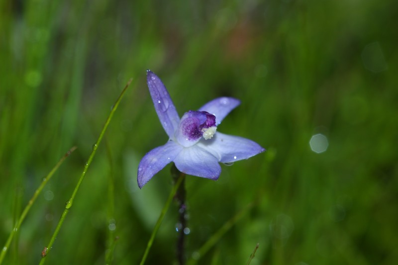 Caladenia amplexans photo 4