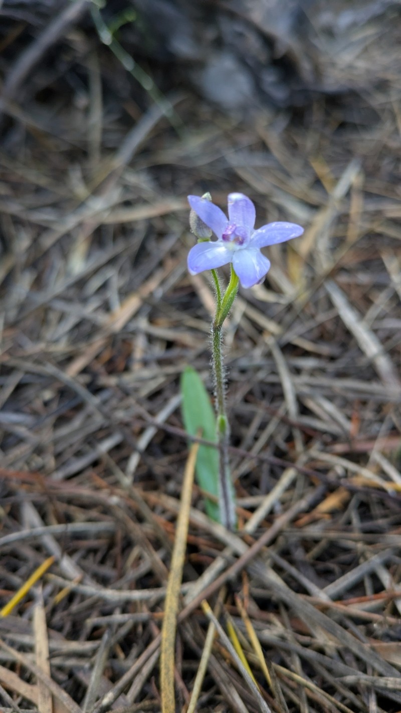 Caladenia amplexans photo 5