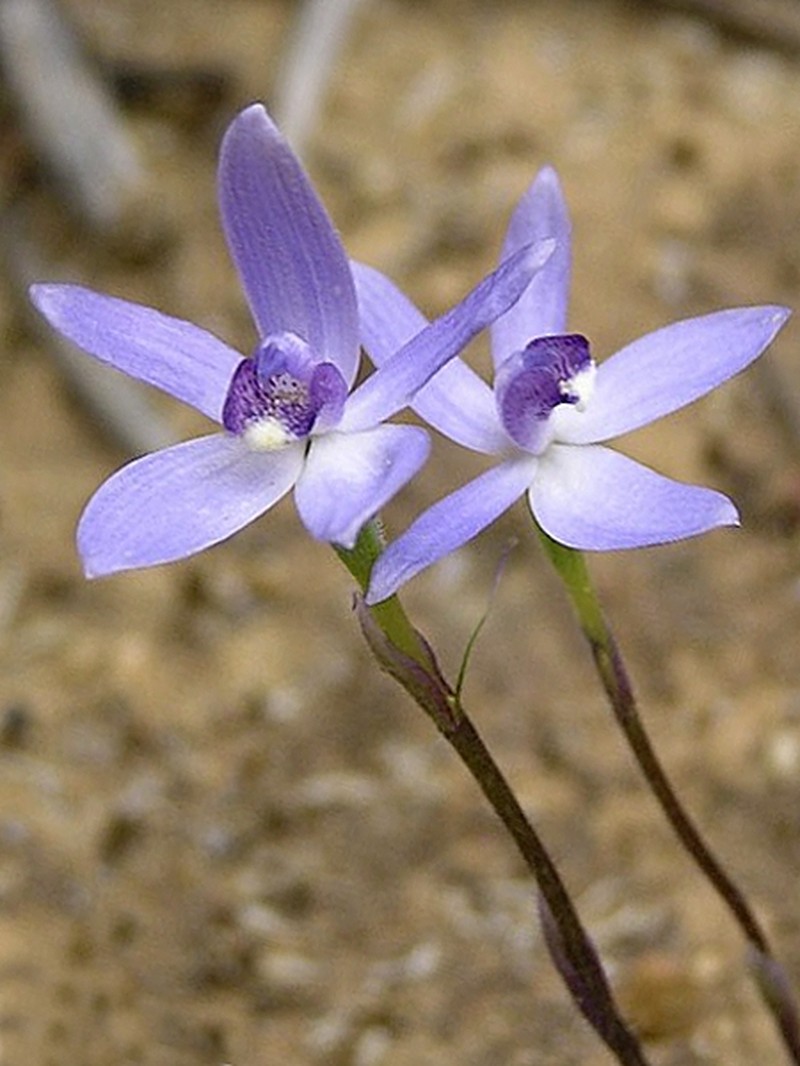 Caladenia amplexans photo 6