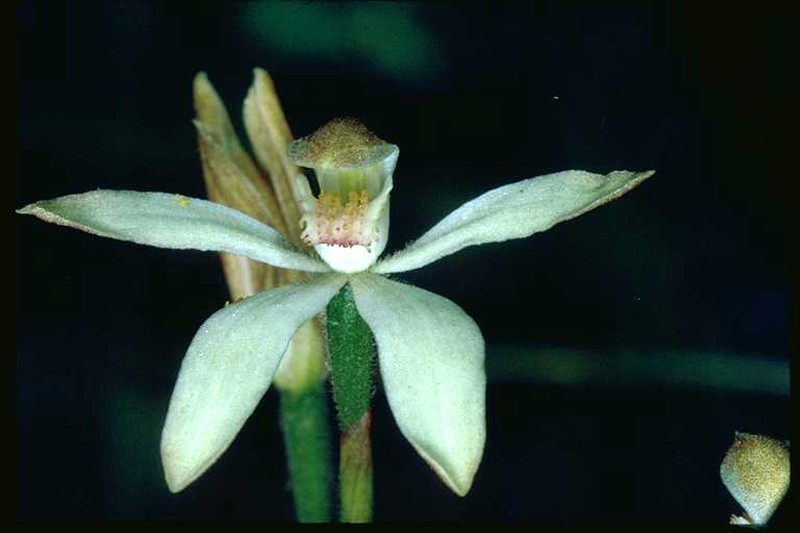 Caladenia angustata