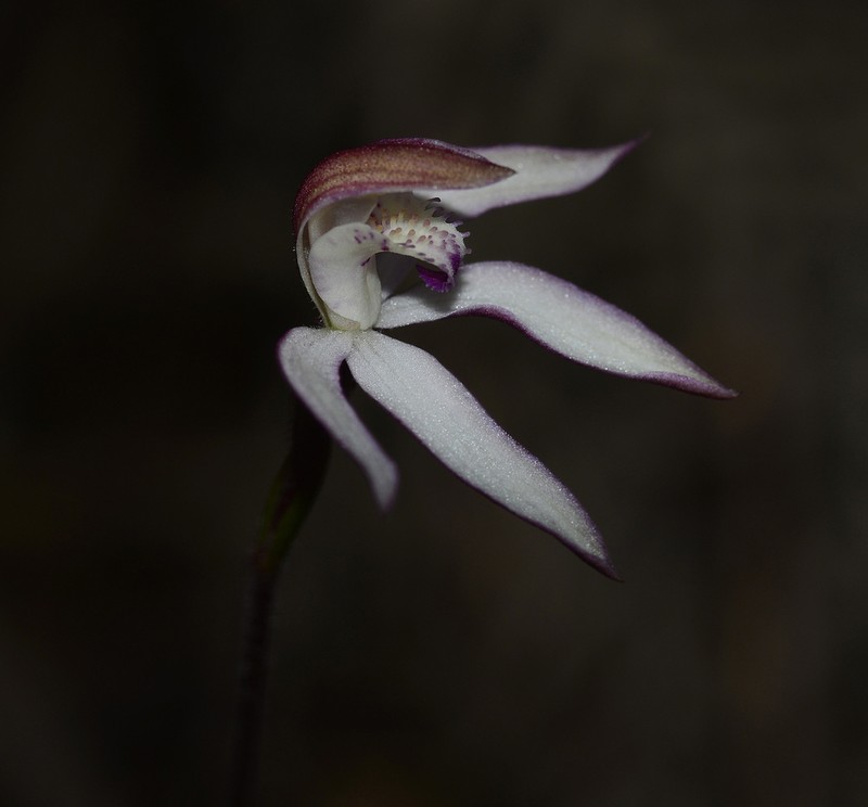 Caladenia angustata photo 2