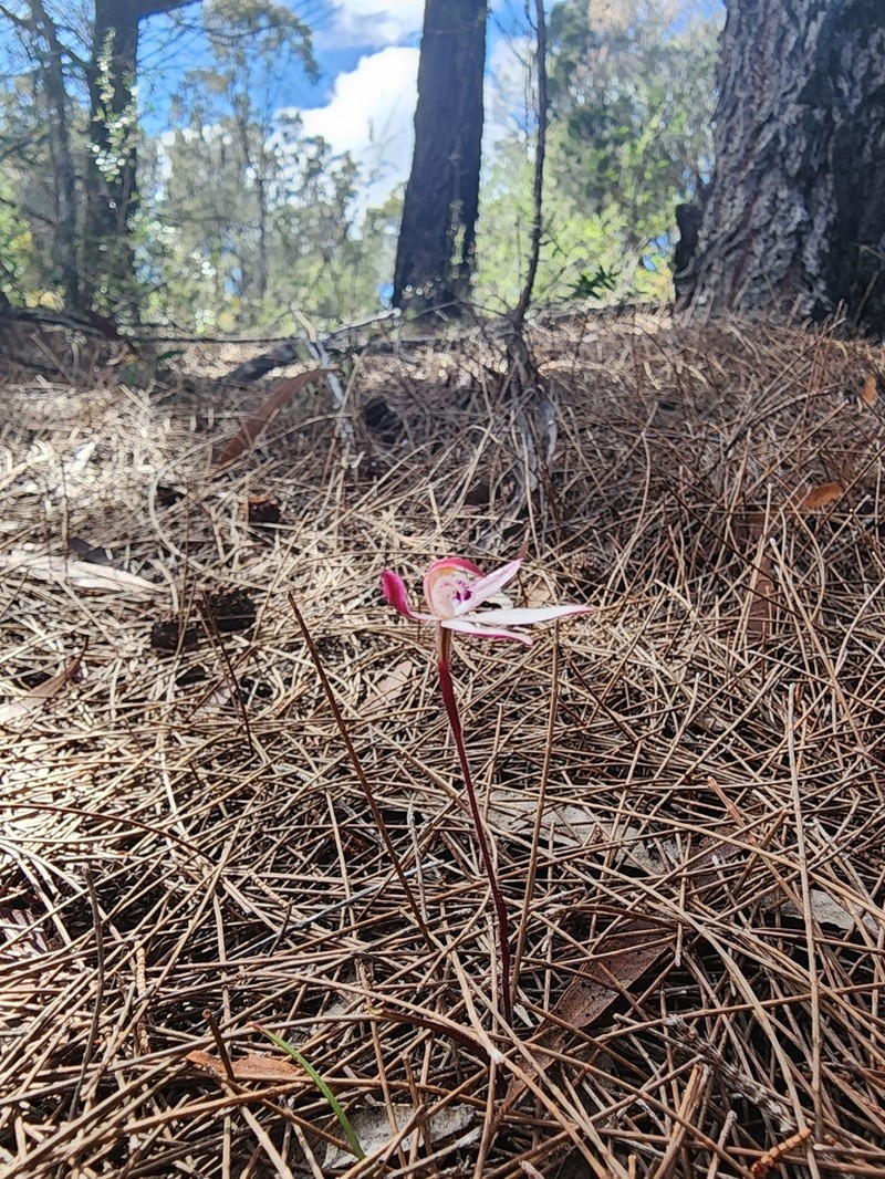 Caladenia angustata photo 3