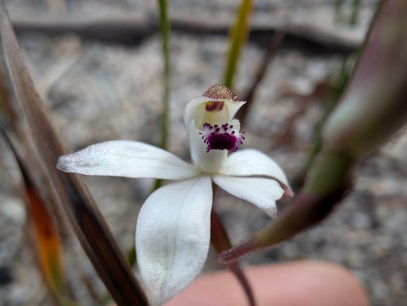 Caladenia angustata photo 4
