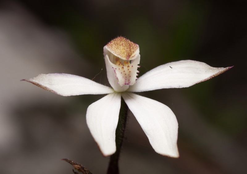Caladenia angustata photo 6