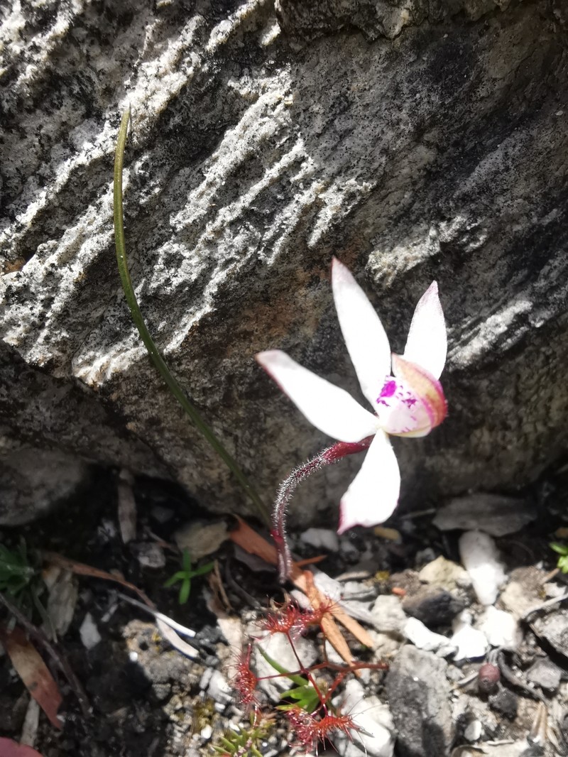 Caladenia angustata photo 7