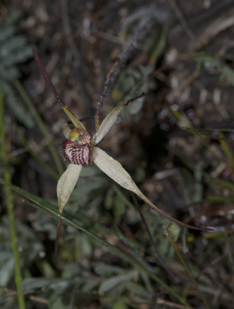 Caladenia anthracina