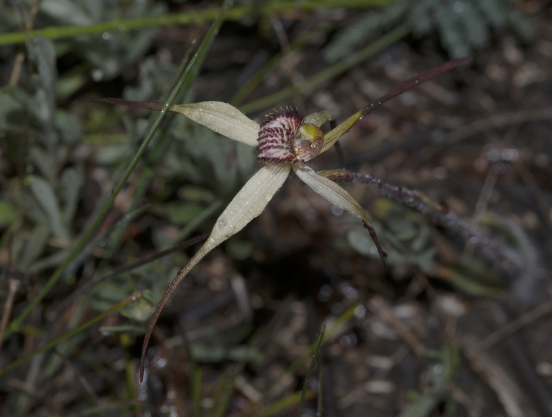 Caladenia anthracina photo 2