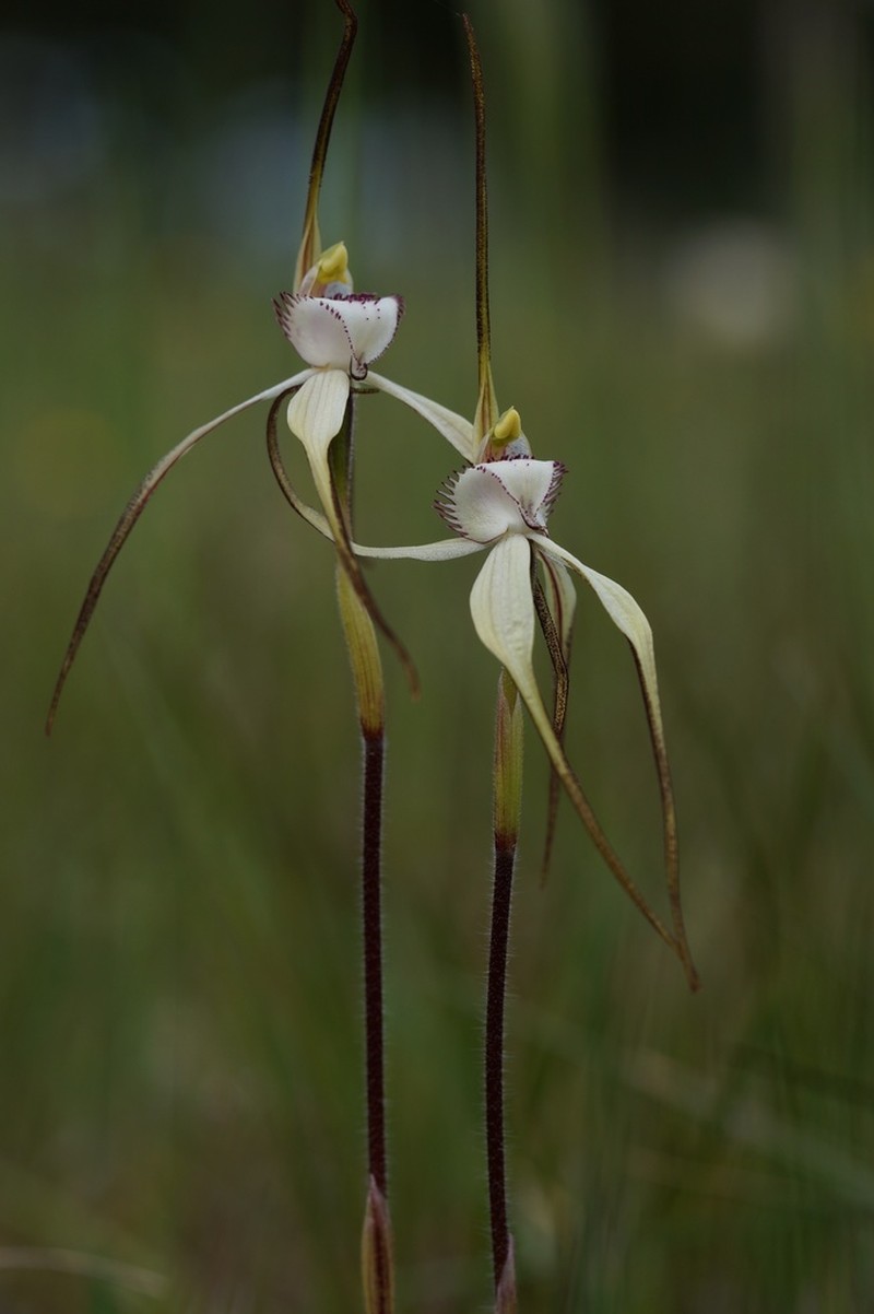 Caladenia anthracina photo 3