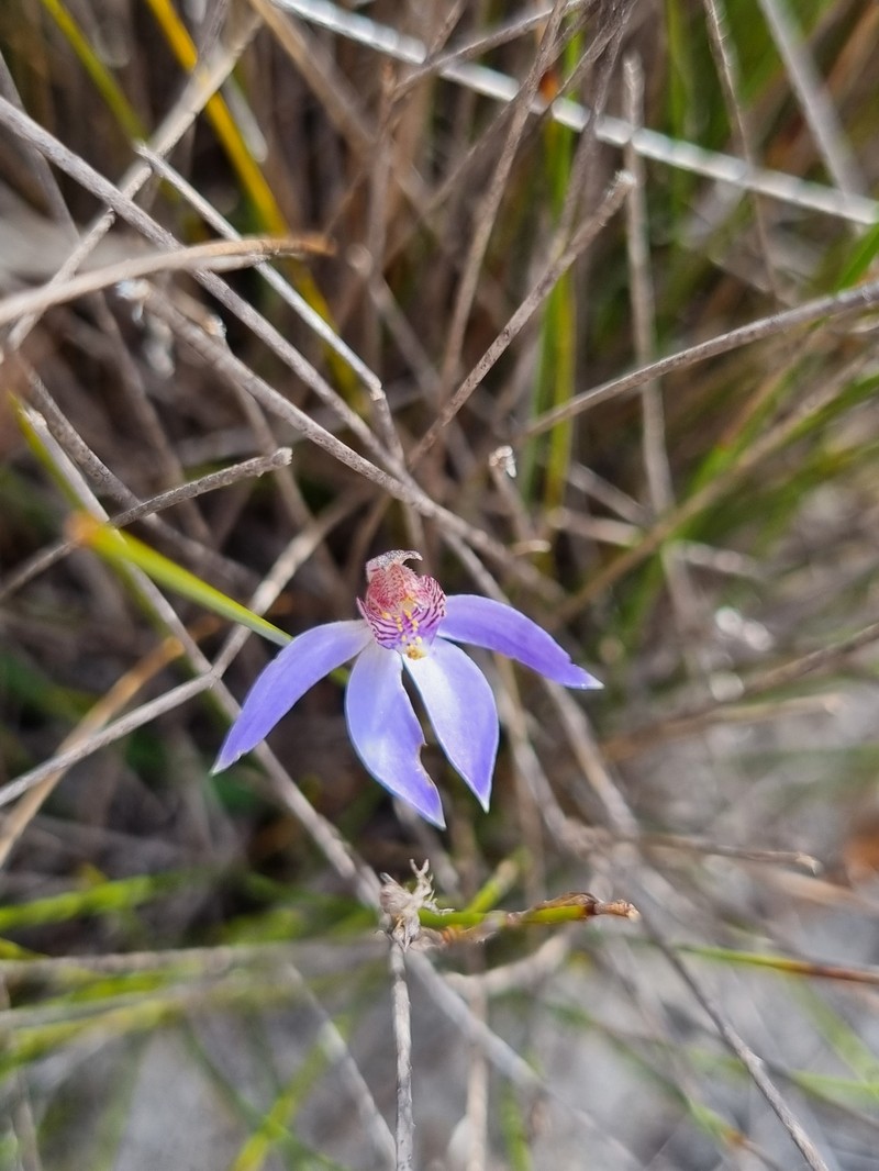 Caladenia aperta photo 2