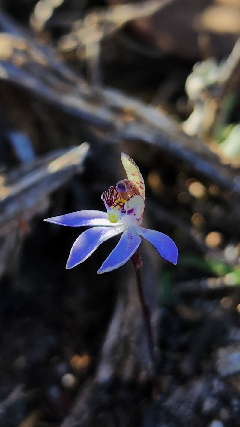 Caladenia aperta photo 3