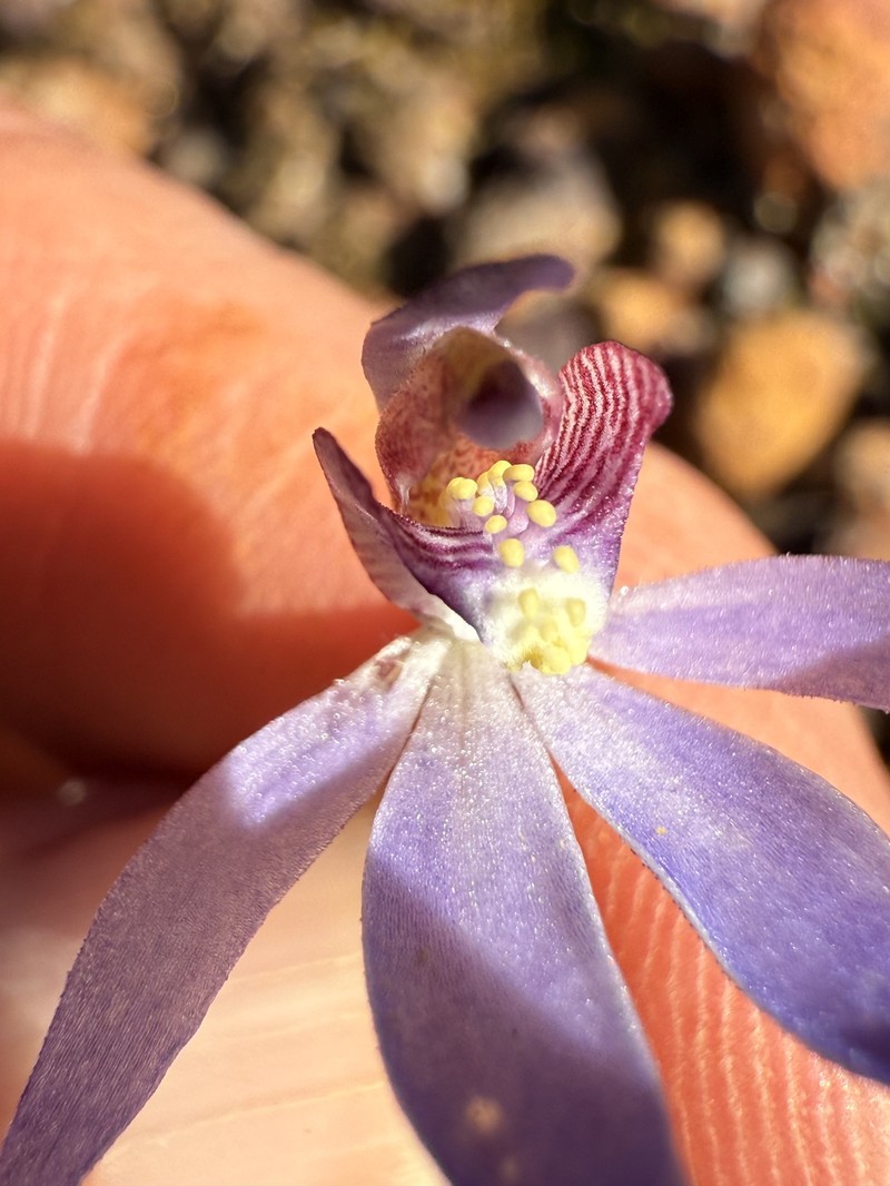 Caladenia aperta photo 4