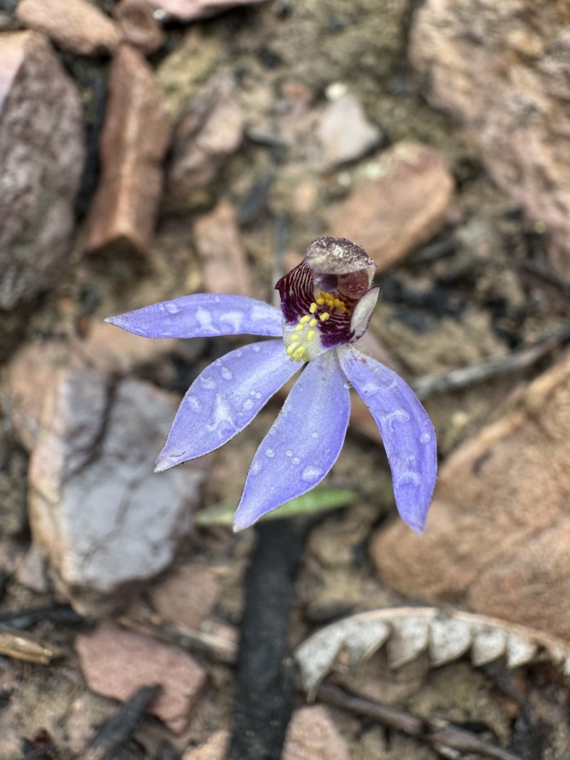 Caladenia aperta photo 5