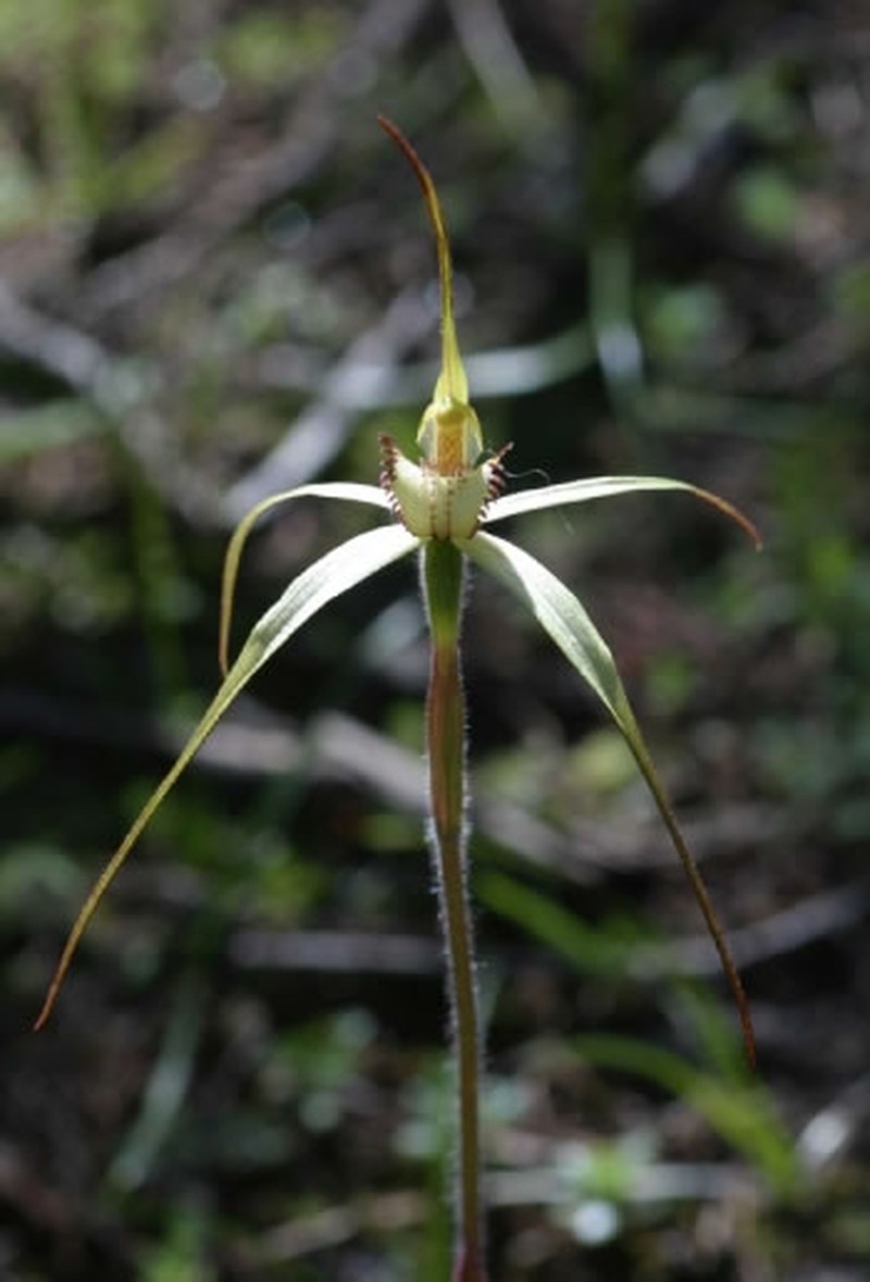Caladenia arenaria