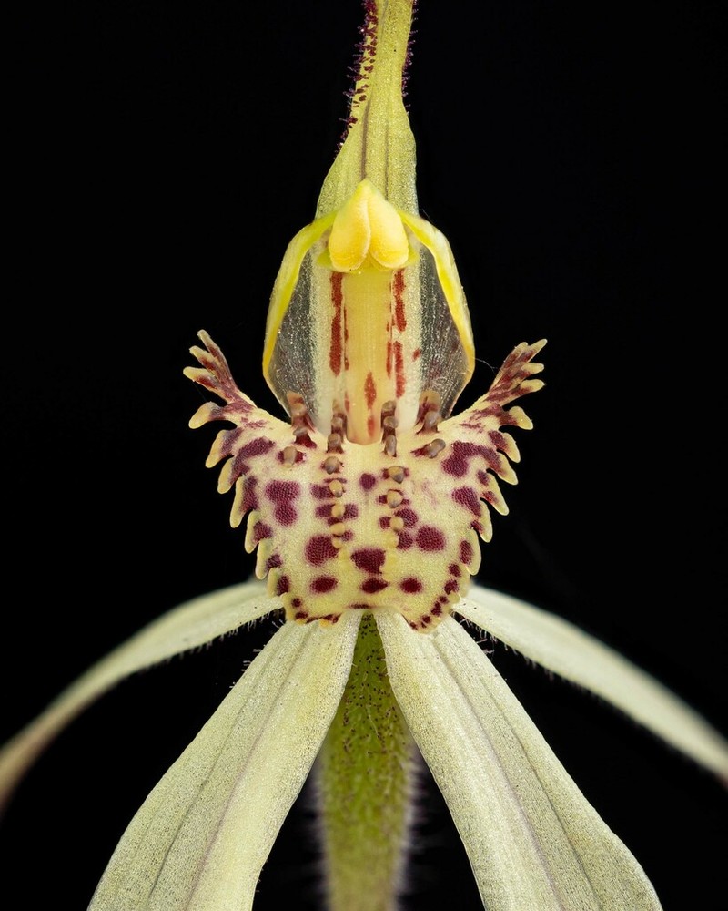 Caladenia arenaria photo 2