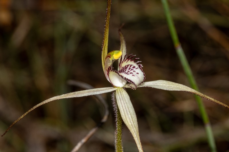 Caladenia arenaria photo 3