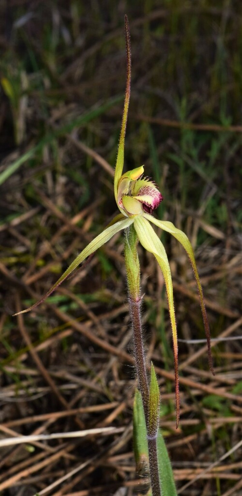 Caladenia arenaria photo 4