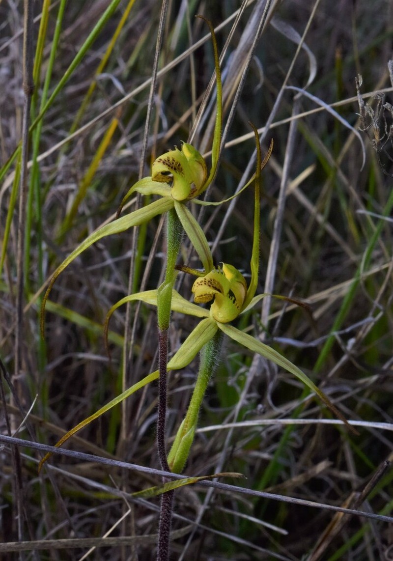Caladenia arenaria photo 5