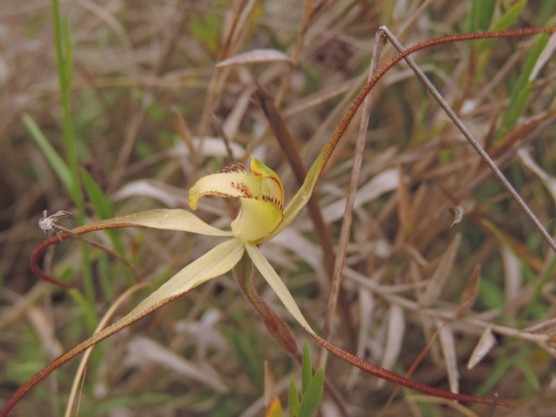 Caladenia arenaria photo 6