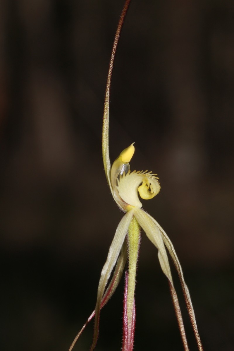 Caladenia arenaria photo 7