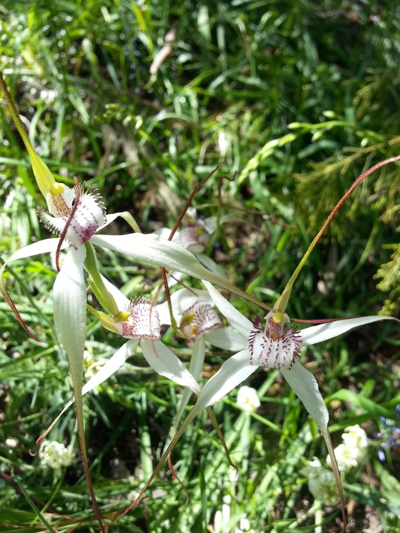 Caladenia argocalla