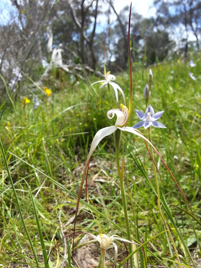 Caladenia argocalla photo 2