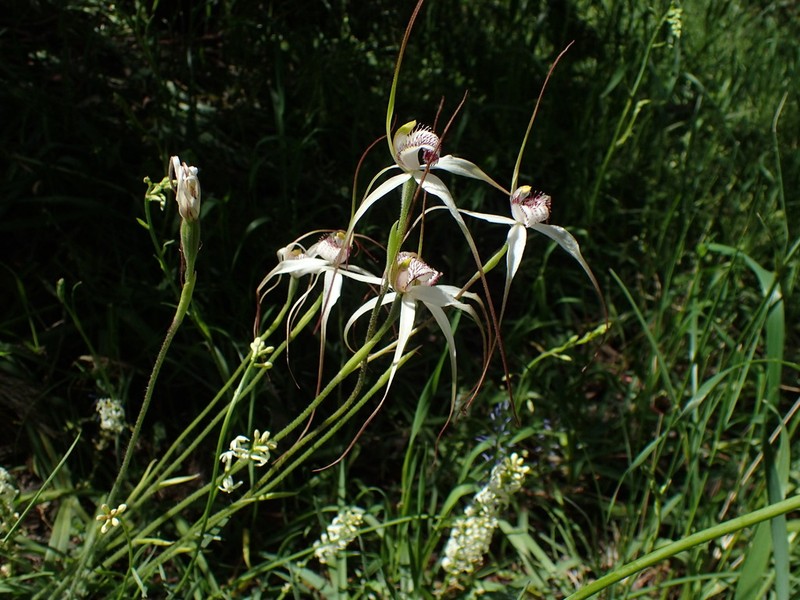 Caladenia argocalla photo 3