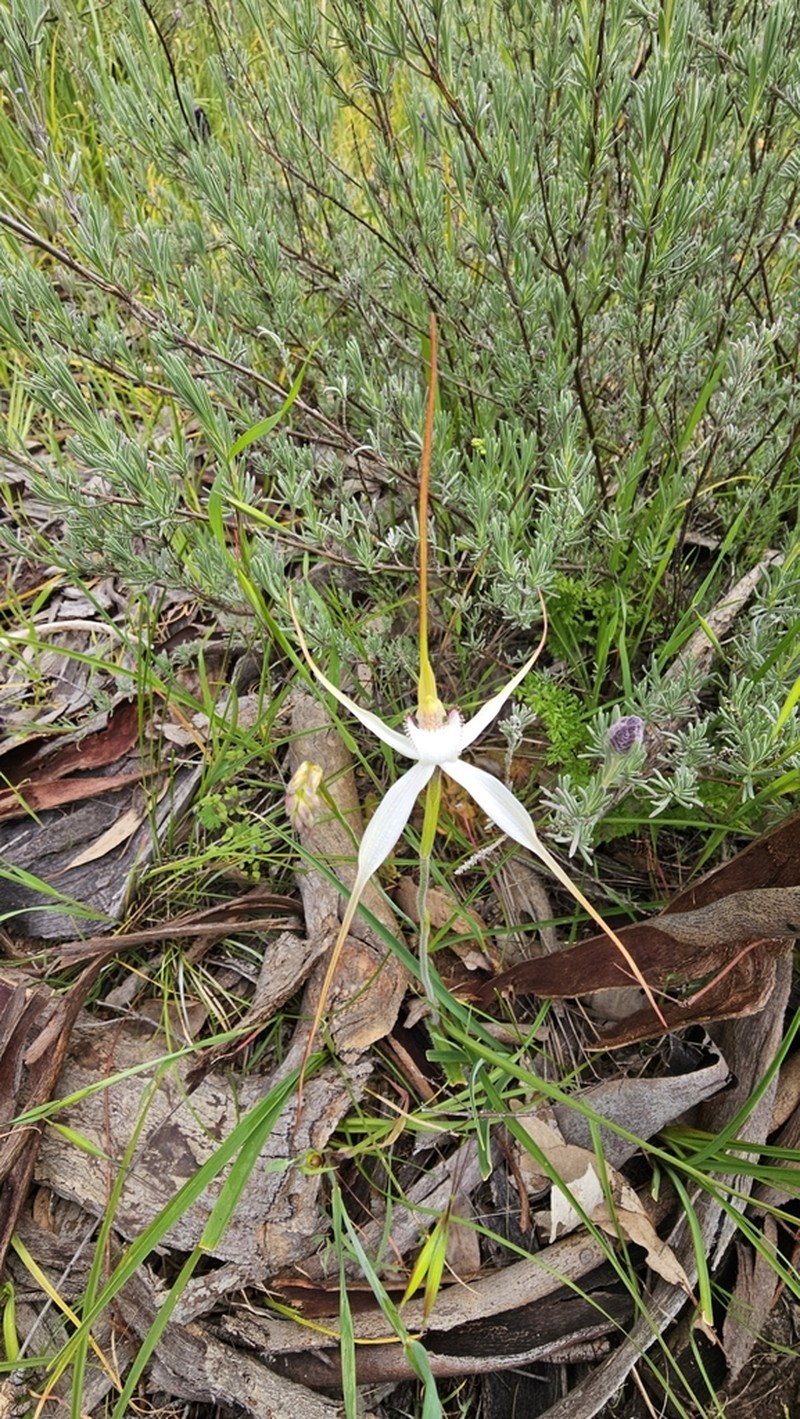 Caladenia argocalla photo 4