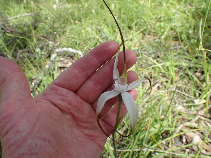 Caladenia argocalla photo 5
